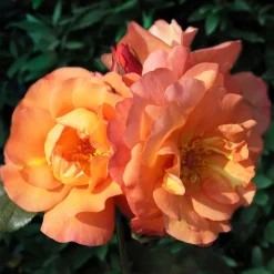 Rosier arbuste Westerland - Un mur de roses orange