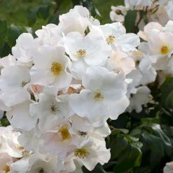 Rosier arbustif Sally Holmes - Un nuage de fleurs tout l'été