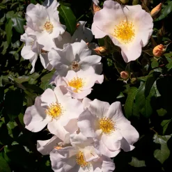 Rosier arbustif Sally Holmes - Un nuage de fleurs tout l'été