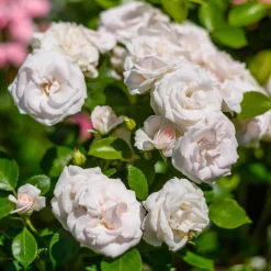 Rosier Aspirin Rose ® - Fleuri sans effort tout l'été