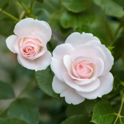 Rosier Aspirin Rose ® - Fleuri sans effort tout l'été