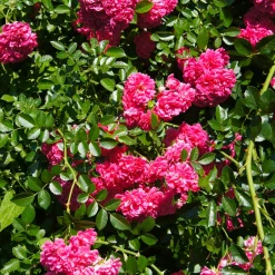 Rosier Astrid Gräfin von Hardenberg ® - Un rouge velours très parfumé