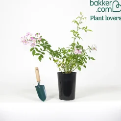 Rosier Ballerina - Fleurit tout l'été sans effort