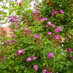 Rosier Bleu violet sur tige - Un rosier bleu spectaculaire