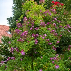 Rosier Bleu violet sur tige - Un rosier bleu spectaculaire