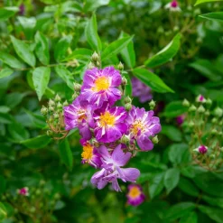 Rosier Bleu violet sur tige - Un rosier bleu spectaculaire