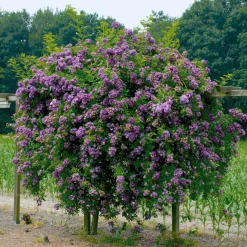 Rosier Bleu violet sur tige - Un rosier bleu spectaculaire