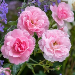Rosier Bonica 82® - Roses tout l'été sans effort