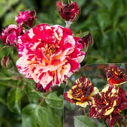 Rosier buisson Abracadabra® Koramsaro - Chaque fleur est unique