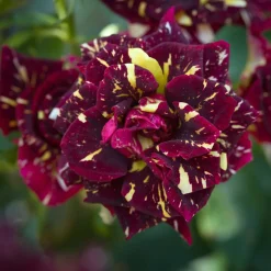 Rosier buisson Abracadabra® Koramsaro - Chaque fleur est unique