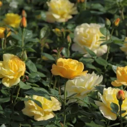Rosier buisson 'Arthur Bell' - Un jaune parfumé tout l'été