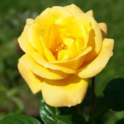 Rosier buisson 'Arthur Bell' - Un jaune parfumé tout l'été