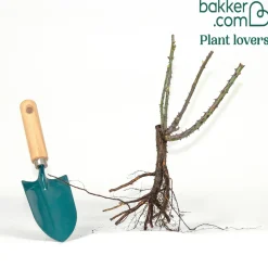 Rosier buisson Barkarole - Un rouge profond au parfum fort