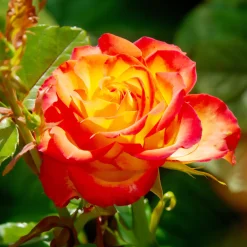 Rosier buisson bicolore - Deux couleurs, un seul rosier