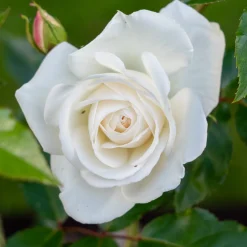 Rosier buisson blanc - Des roses blanches tout l'été