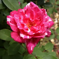 Rosier buisson Candy stripe - Des roses rayées uniques