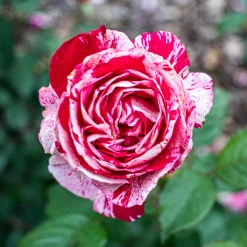 Rosier buisson Candy stripe - Des roses rayées uniques
