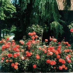 Rosier buisson Doris Tysterman - Orange cuivré et parfumé