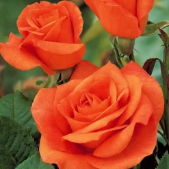 Rosier buisson Doris Tysterman - Orange cuivré et parfumé