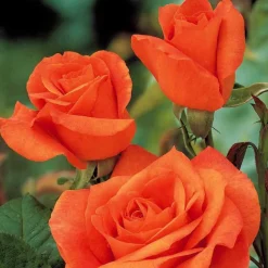 Rosier buisson Doris Tysterman - Orange cuivré et parfumé