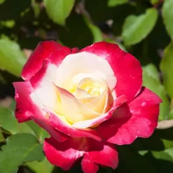 Rosier buisson Double Delight - Un rosier qui change de couleur