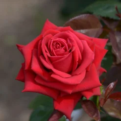 Rosier buisson Grande Amore ® - Des roses rouges tout l'été