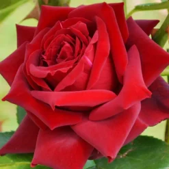 Rosier buisson Grande Amore ® - Des roses rouges tout l'été