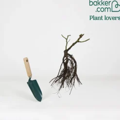 Rosier buisson jaune - Un jardin jaune tout l'été