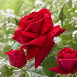 Rosier buisson La Magie du parfum (Duftzauber 84) - Un parfum qui remplit le jardin