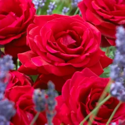 Rosier buisson La Magie du parfum (Duftzauber 84) - Un parfum qui remplit le jardin