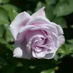 Rosier buisson Lune Bleue - Le rosier presque bleu