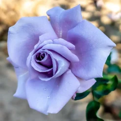 Rosier buisson Lune Bleue - Le rosier presque bleu