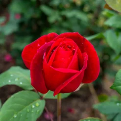 Rosier buisson Mr Lincoln - Rouge intense, parfum puissant