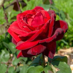 Rosier buisson Mr Lincoln - Rouge intense, parfum puissant