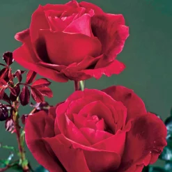 Rosier buisson Mr Lincoln - Rouge intense, parfum puissant