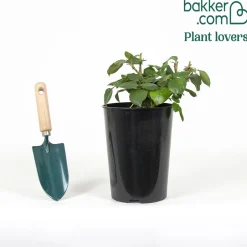 Rosier buisson Nostalgie ® - Deux couleurs en une rose