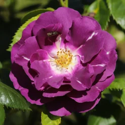 Rosier buisson Rhapsody in Blue® Frantasia - Un rosier presque bleu
