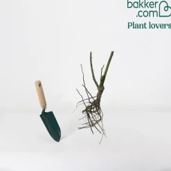 Rosier buisson rouge vif - Du rouge vif tout l'été