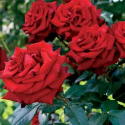 Rosier buisson rouge vif - Du rouge vif tout l'été
