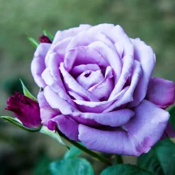 Rosier buisson violet - Des roses violettes parfumées