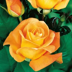 Rosier buisson Whisky - Un ambré parfumé au jardin
