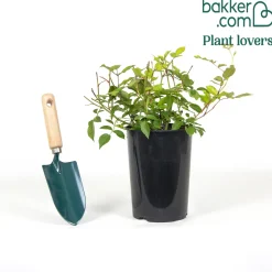 Rosier Burgundy Ice ® - Le rosier couleur prune