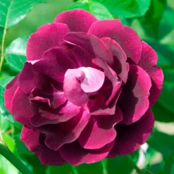 Rosier Burgundy Ice ® - Le rosier couleur prune