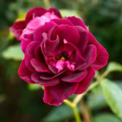 Rosier Burgundy Ice ® - Le rosier couleur prune