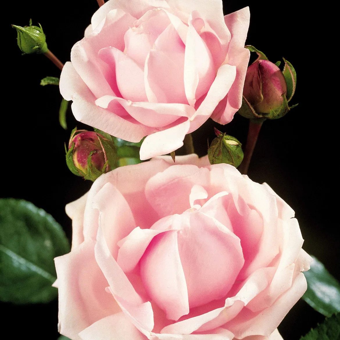Rosier Cascade rose sur tige - Une cascade de roses au balcon