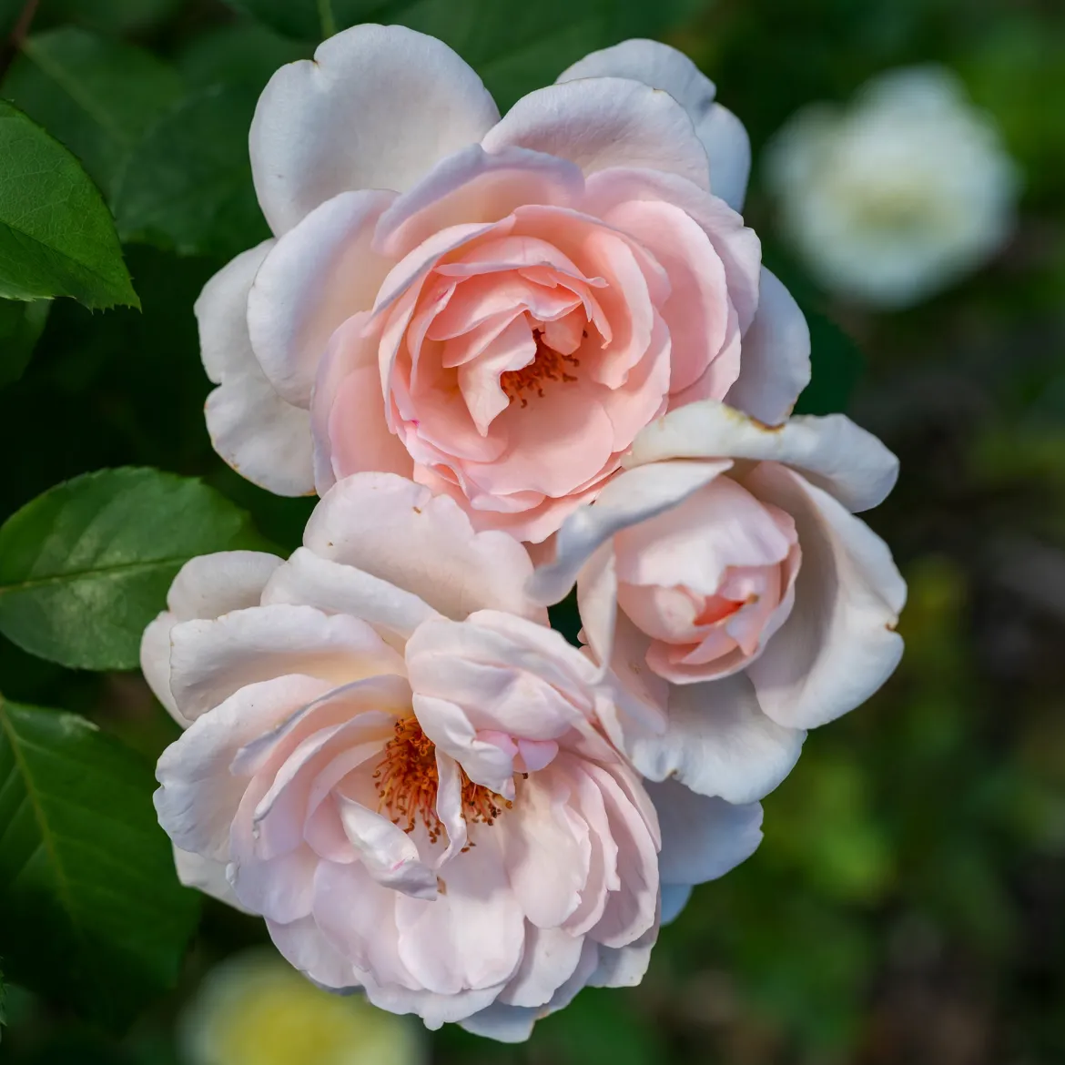 Rosier Clair™Renaissance ® - Des roses parfumées tout l'été