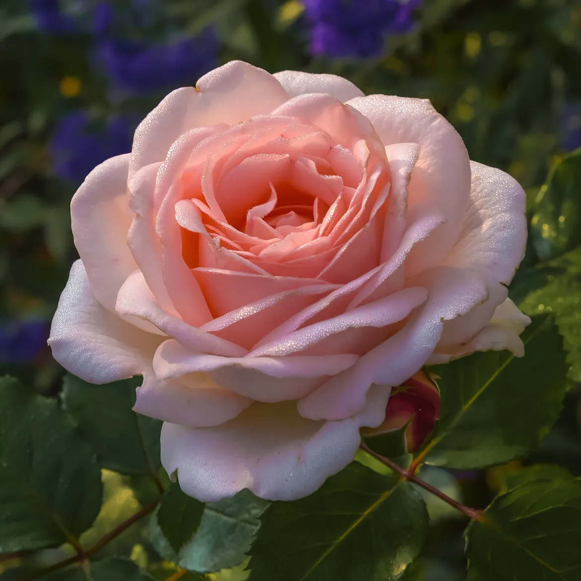 Rosier Clair™Renaissance ® - Des roses parfumées tout l'été