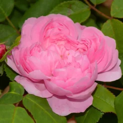 Rosier Comte de Chambord - Parfum de rose intense