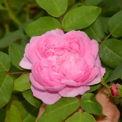 Rosier Comte de Chambord - Parfum de rose intense