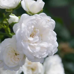 Rosier couvre-sol 'Diamant' - Un tapis de fleurs sans effort